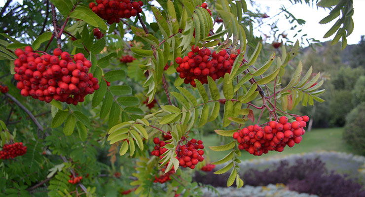 Supramolecular Tonic Double Micellar Rowanberry Serum